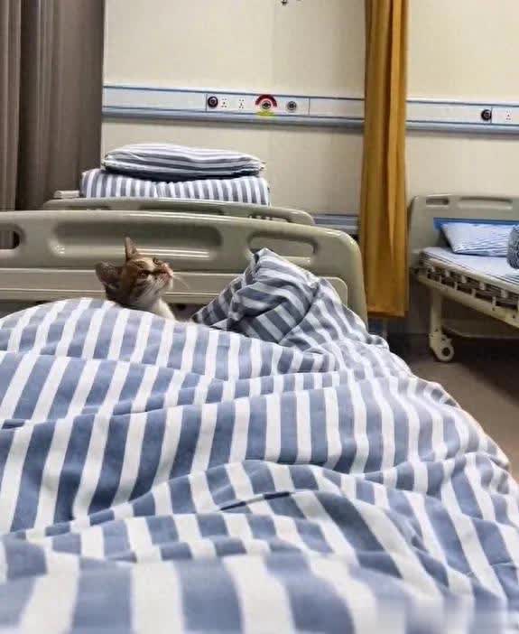 快牛策略 小姐姐住院遇猫咪“看守”病床，网友：这是白衣天使转世？