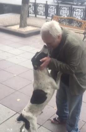 实倍网 爱犬走失三年老人满城寻，街头重逢泪流：它还认得我？
